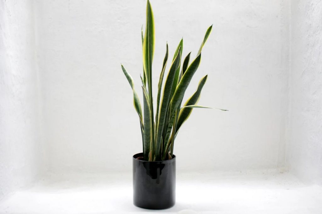 Snake-Plant-As-The-Perfect-Plant-For-Beginners