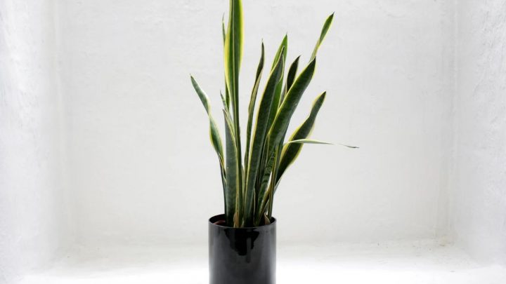 Snake Plant As The Perfect Plant For Beginners