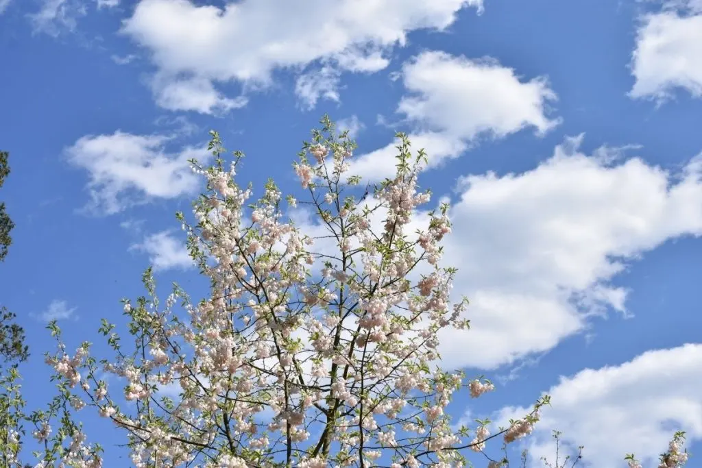 Snowbell-Tree-Halesia-Monticola-1 tree with white flowers
