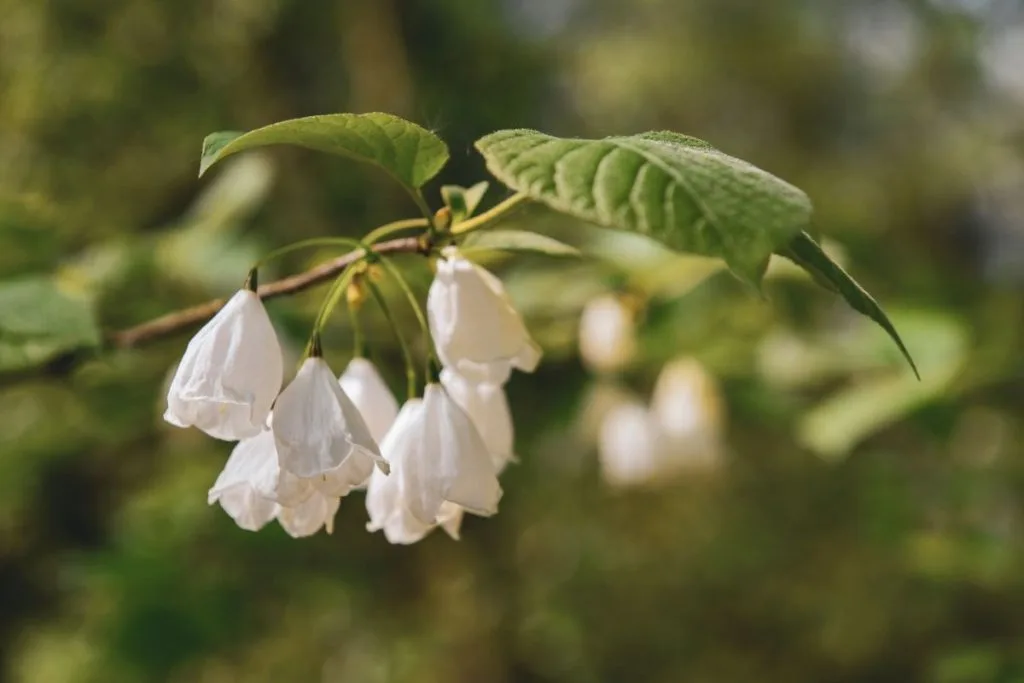 Snowbell-Tree-Halesia-Monticola-2 tree with white flowers