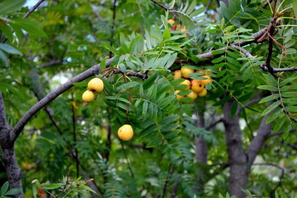 Sorbus-domestica-1