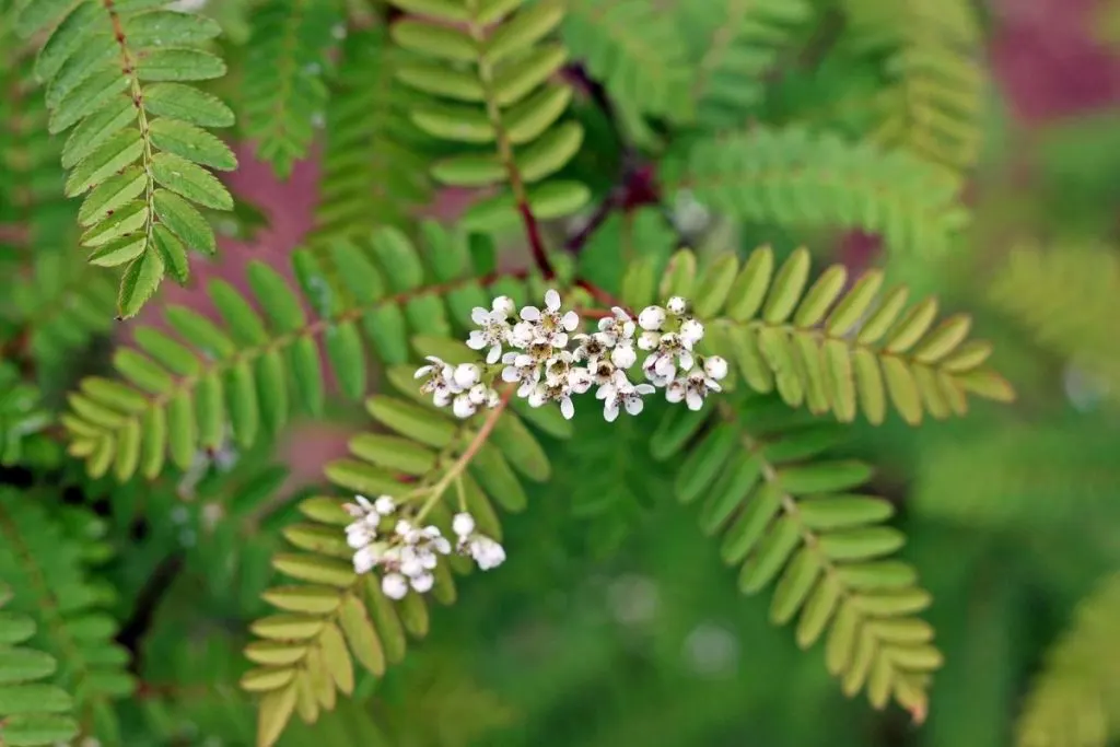 Sorbus-domestica-2