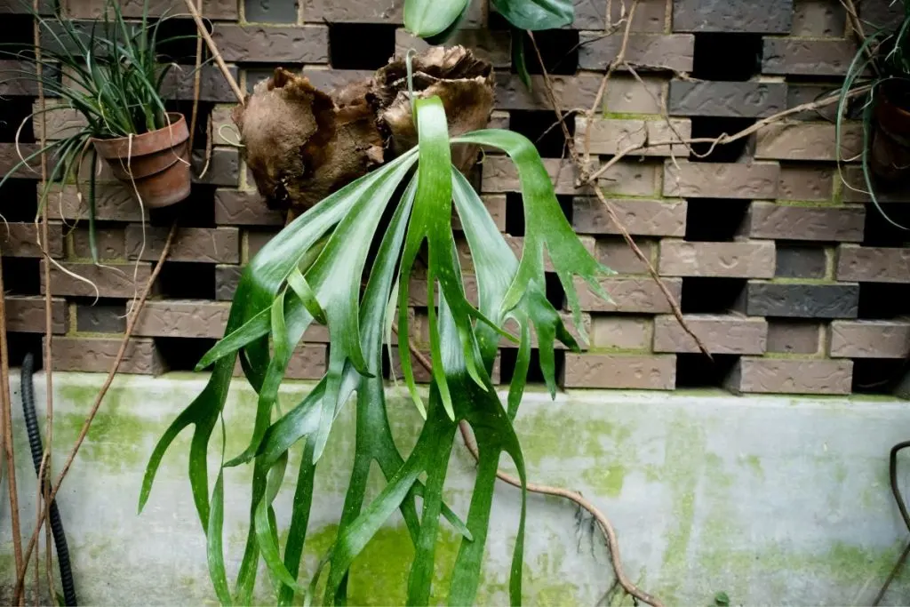 Staghorn Fern Plant Types Of Ferns Indoor: 17 Fern Species Indoor