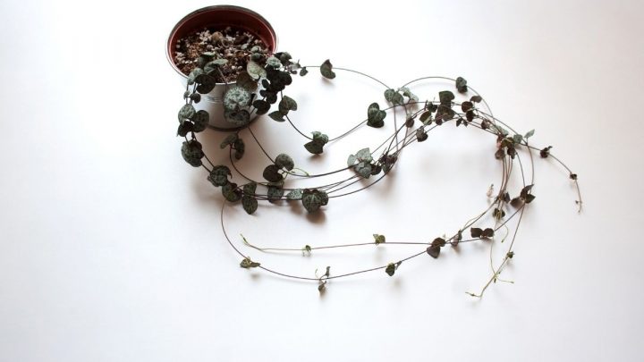 String Of Hearts Plant: Never Enough Hearts At Home