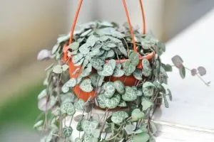 String of Hearts Plant Brings Endless Love to Your Home