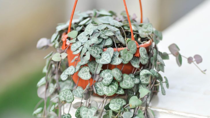 String of Hearts Plant Brings Endless Love to Your Home