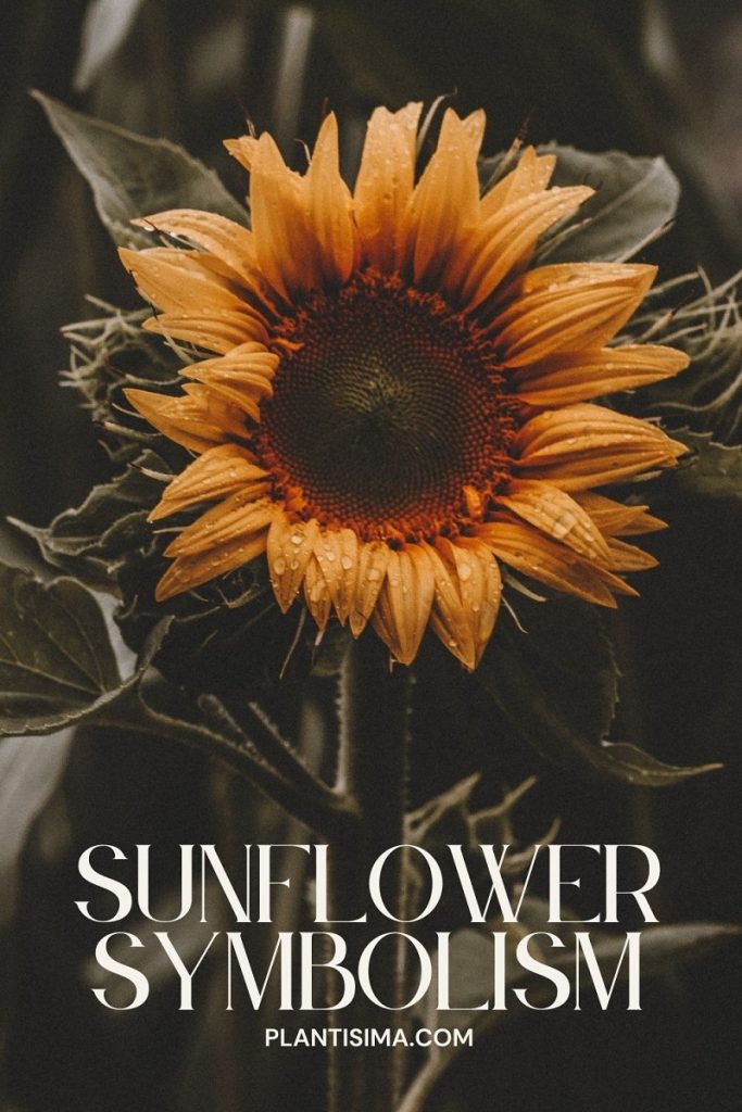 Sunflower Symbolism pin