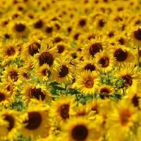 Sunflower Symbolism Real Meaning Behind Yellow Petals
