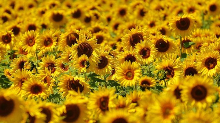 Sunflower Symbolism: Real Meaning Behind Yellow Petals Beauty!