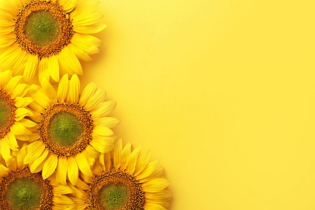 Sunflower Symbolism: Real Meaning Behind Yellow Petals Beauty! - Plantisima