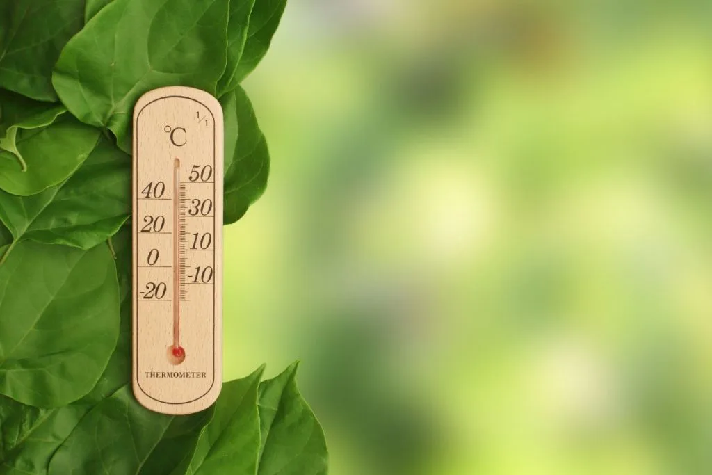 Temperature houseplants