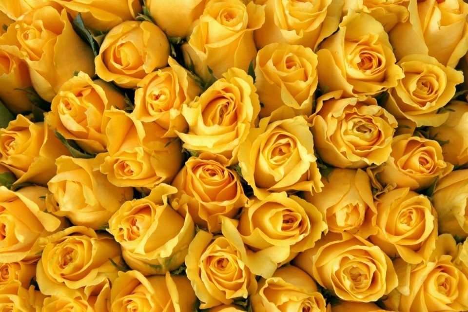 Yellow Rose Meaning In Relationship & Top 3 Yellow Rose Types - Plantisima