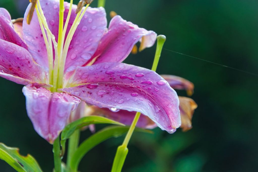The-meaning-of-purple-lily-flowers, types of lilies and their meanings
