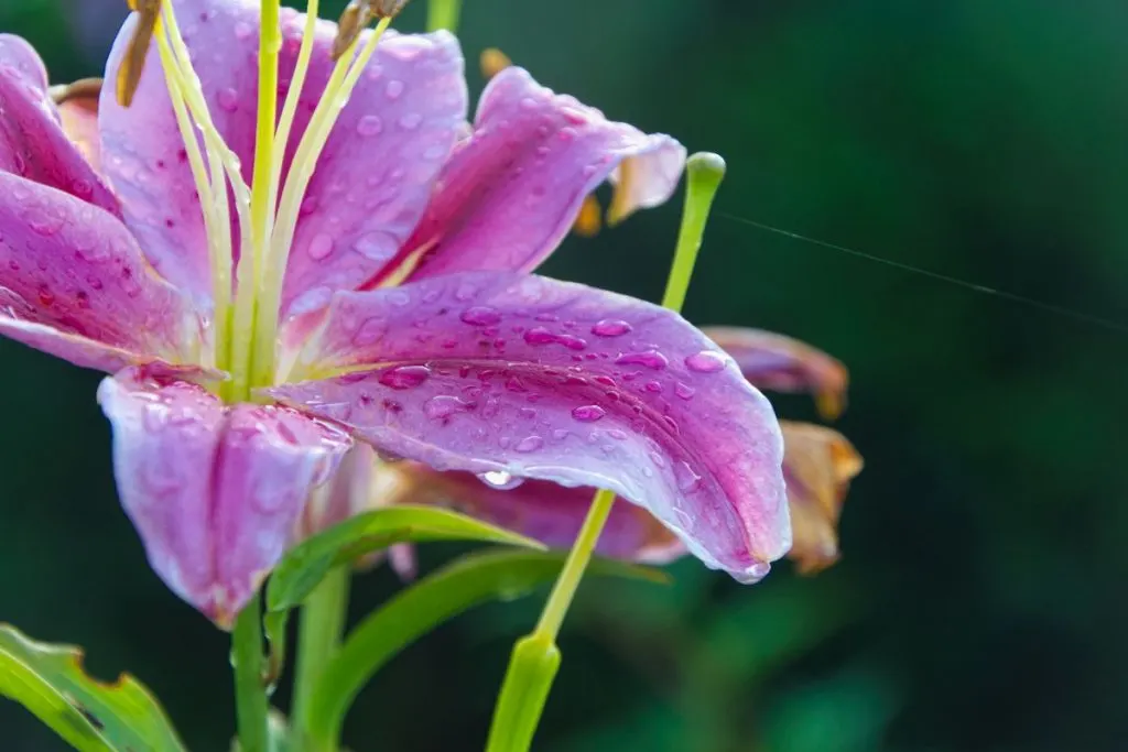 The-meaning-of-purple-lily-flowers, types of lilies and their meanings