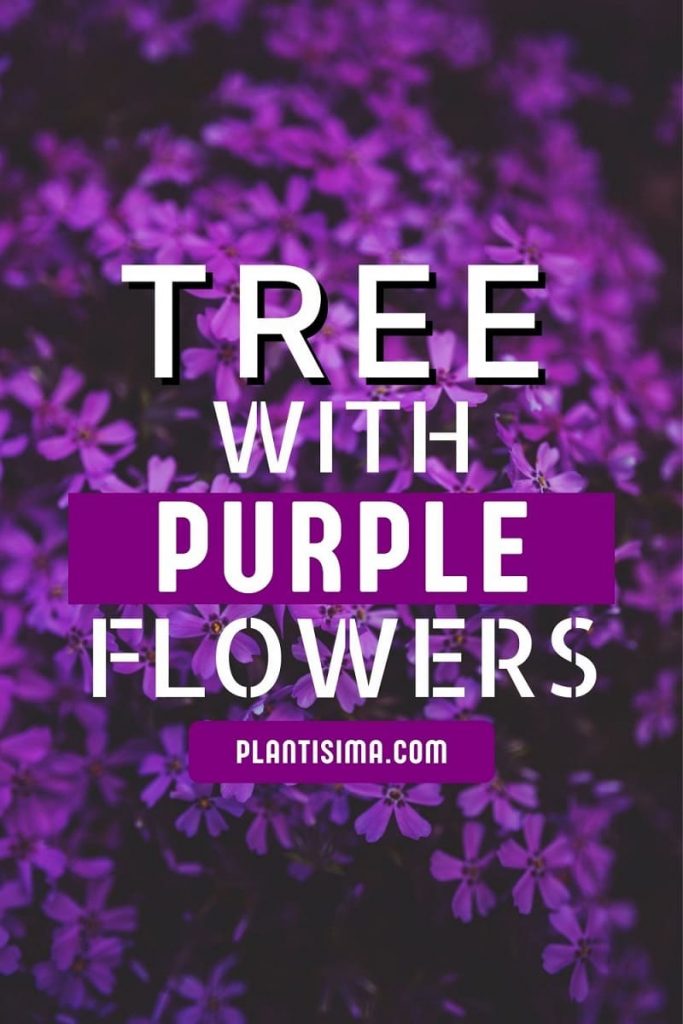 Tree With Purple Flowers pin