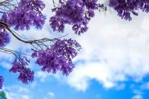 Tree-With-Purple-Flowers_-About-Lovely-Flowering-Trees