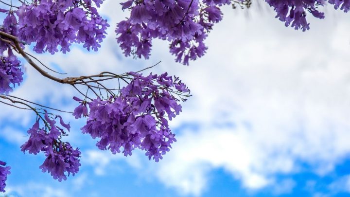 Tree With Purple Flowers: About Lovely Flowering Trees