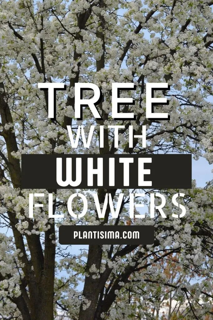 Tree With White Flowers 5