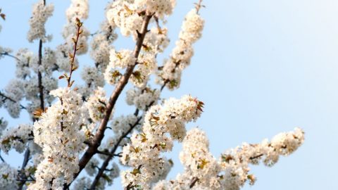 Tree-With-White-Flowers_-Garden-Tree-Beauty