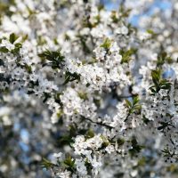 Trees-With-White-Flowers_-Our-TOP-10-Trees-With-Snowy-White-Flowers