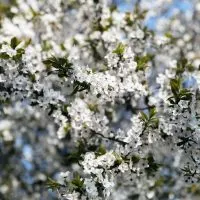 Trees-With-White-Flowers_-Our-TOP-10-Trees-With-Snowy-White-Flowers