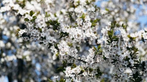 Trees-With-White-Flowers_-Our-TOP-10-Trees-With-Snowy-White-Flowers