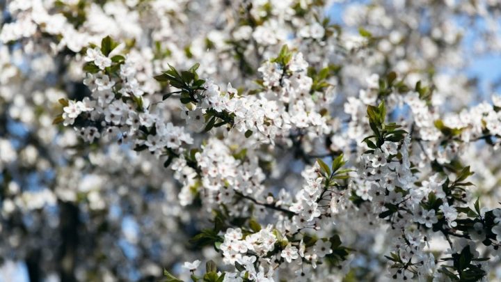 Top 10 Trees That Grace Your Garden with White Flowers