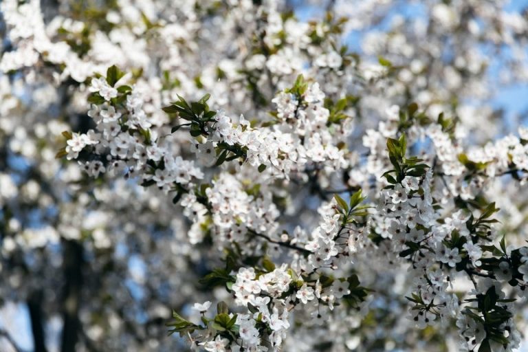 Tree With White Flowers: Garden Tree Beauty! - Plantisima