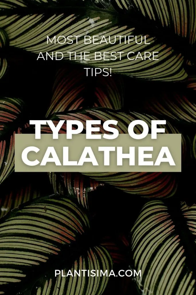Types Of Calathea 4