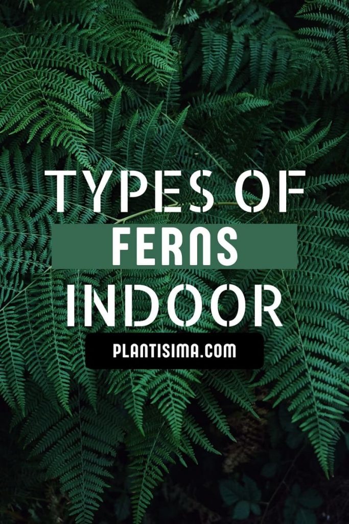Types Of Ferns Indoor pin