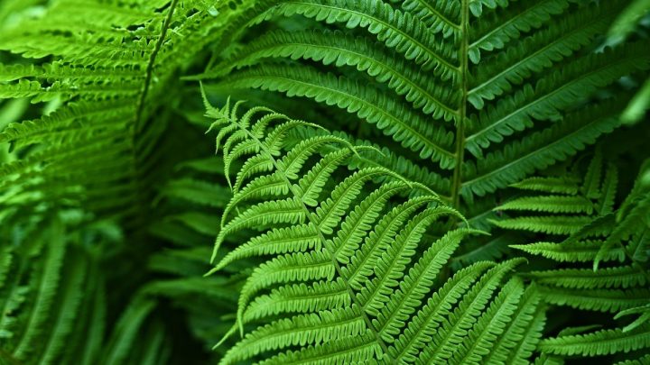 Types Of Ferns Indoor: 17 Fern Species Indoor