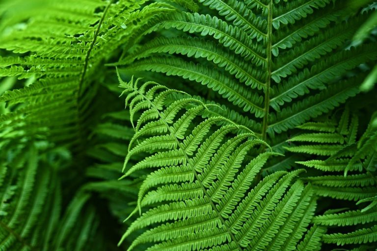 Types Of Ferns Indoor 17 Fern Species Indoor