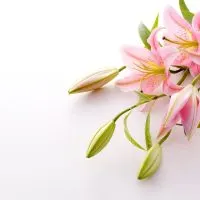 Types Of Lilies And Their Meanings The Real Meaning of The Beauty