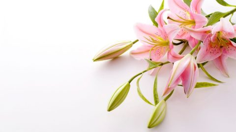 Types Of Lilies And Their Meanings: Real Meaning Of The Beauty ...