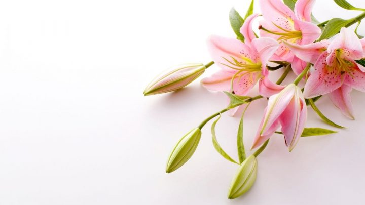 Types Of Lilies And Their Meanings: Real Meaning Of The Beauty!