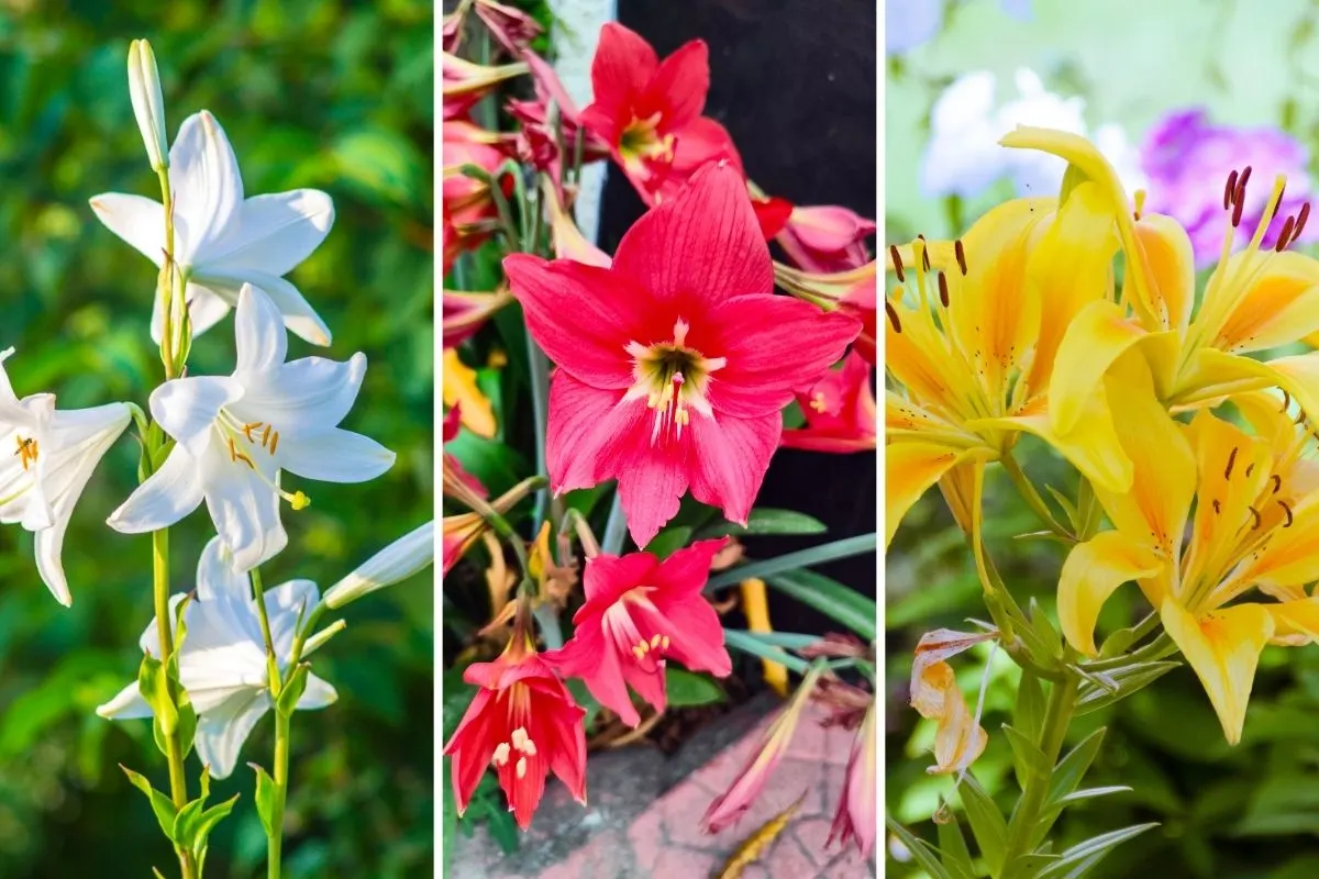 Types of Lilies Each with Its Own Unique Meaning