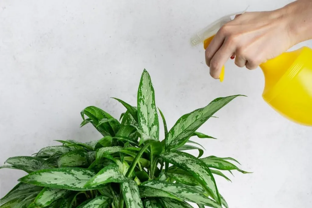 Watering Aglaonema Varieties-Plants