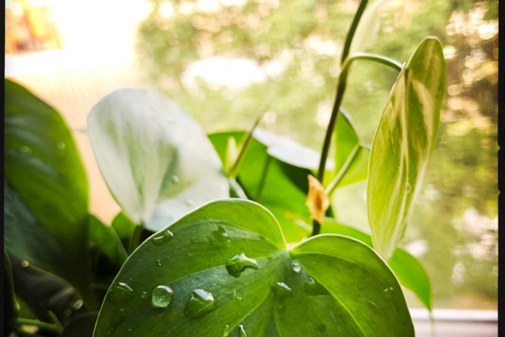 Watering water drops on philodendron