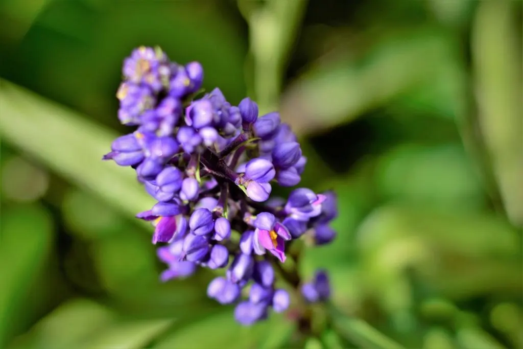 What Is A Blue Ginger Plant