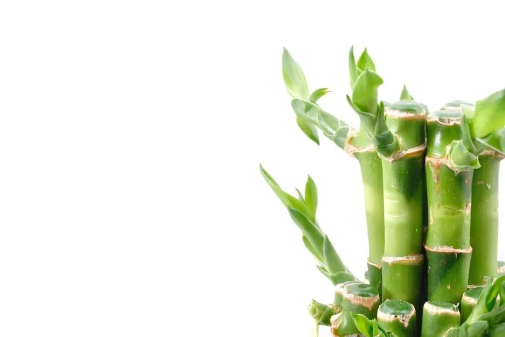 What-Kind-Of-Care-Does-A-Lucky-Bamboo-Require