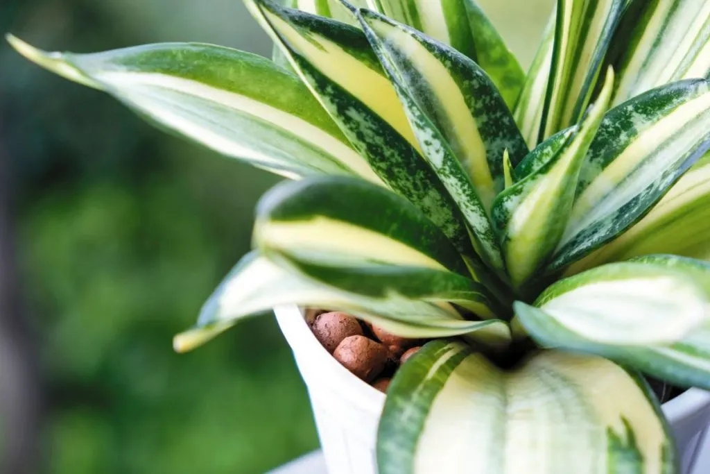 What-Kind-Of-Light-Is-Suitable-For-A-Snake-Plant