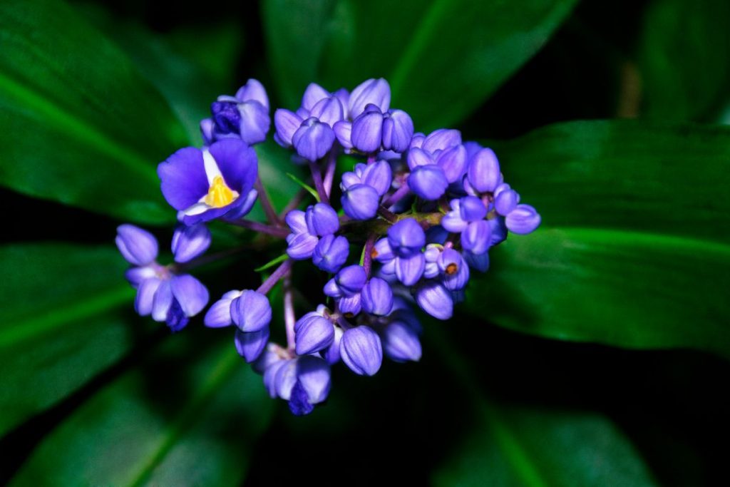 blue ginger plant, What-To-Know-About-A-Tropical-Plant-Before-Getting-One