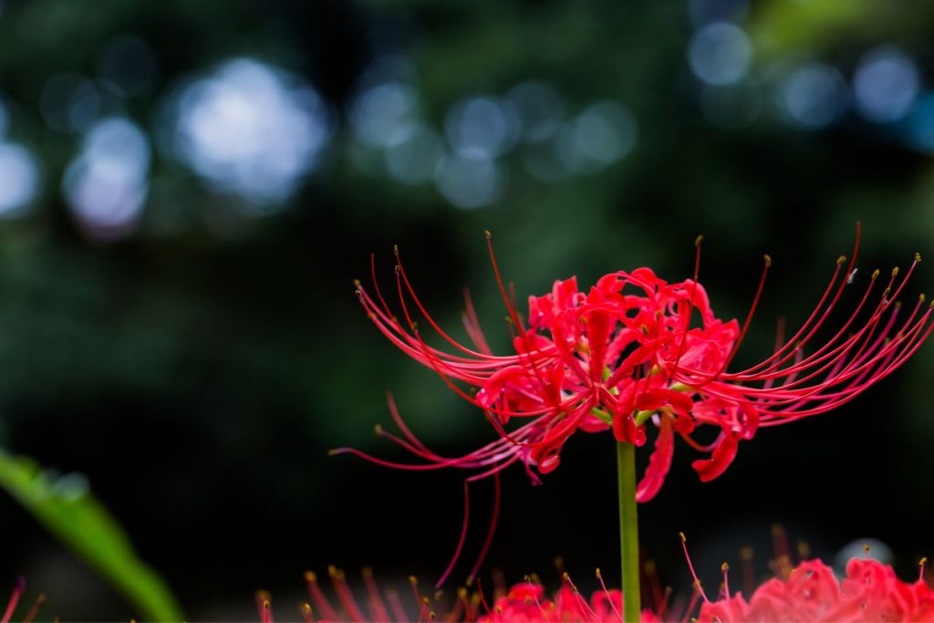 Which lily is the flower of death red spider lily