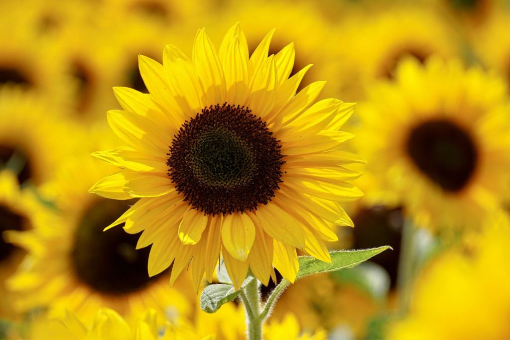 Who is the best gift recipient for the Sunflower