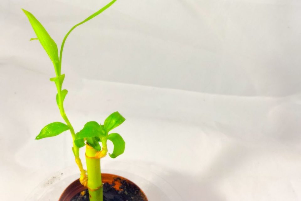 Lucky Bamboo Turning Yellow Our Best Advice On How To Prevent It