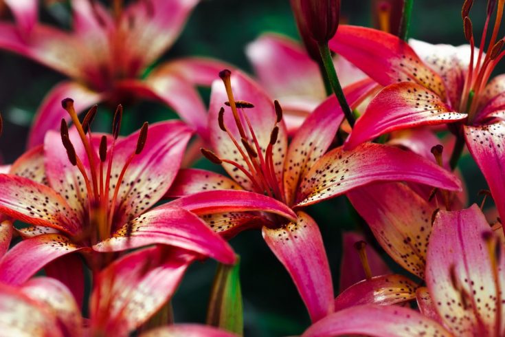 Why Are Lilies The Flower Of Death