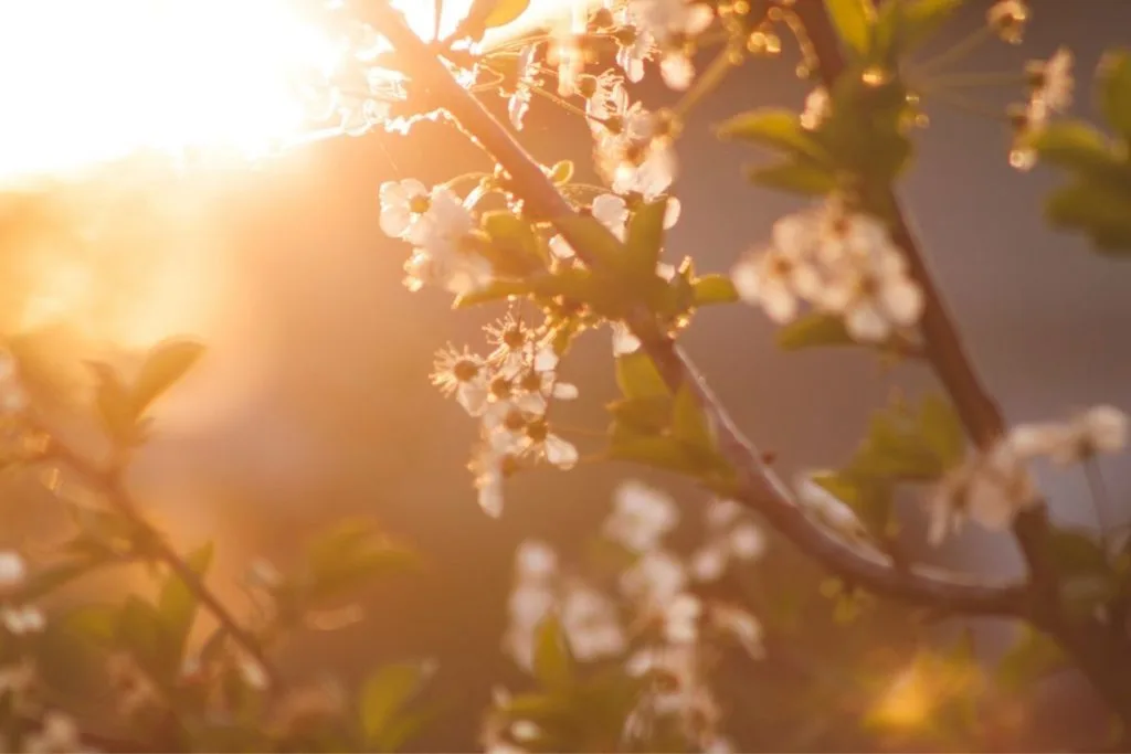 Wrap-Up-About-The-Tree-With-White-Flowers