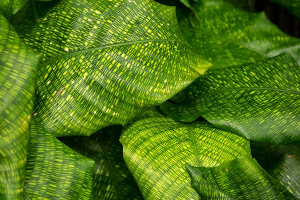 Wrap-Up-About-Type-Of-Calathea-Plants