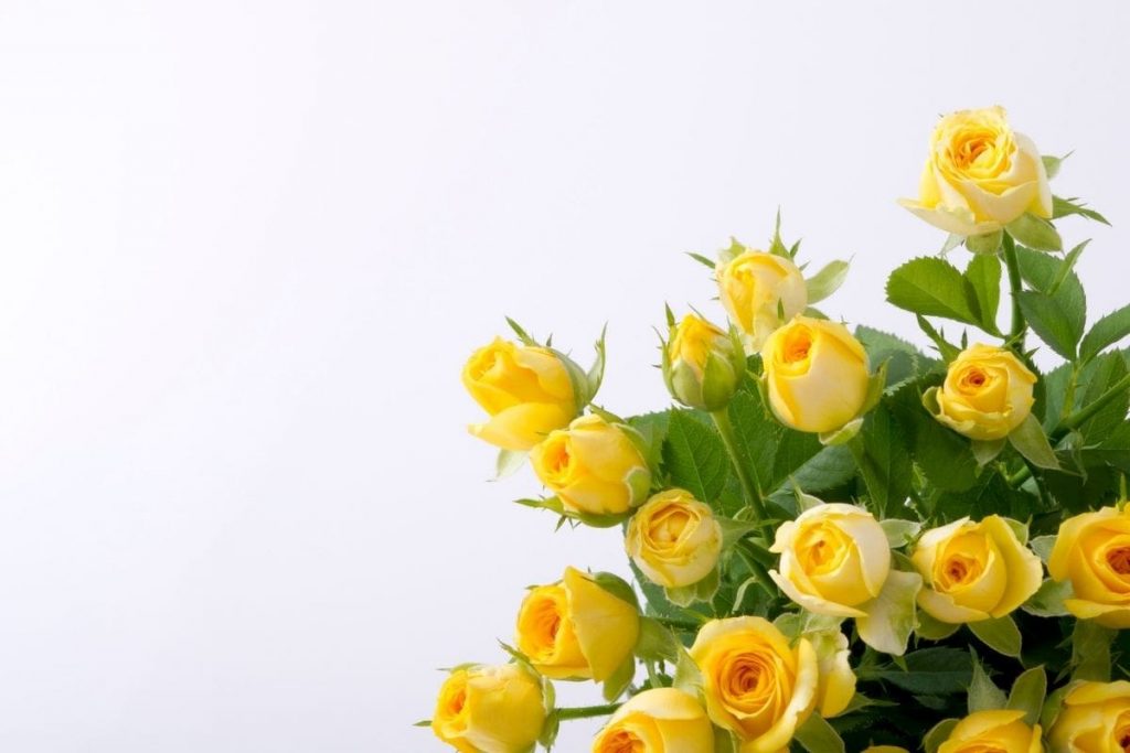 roses