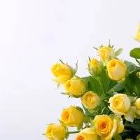 Yellow-Rose-Meaning-In-Relationship-Top-3-Yellow-Rose-Types